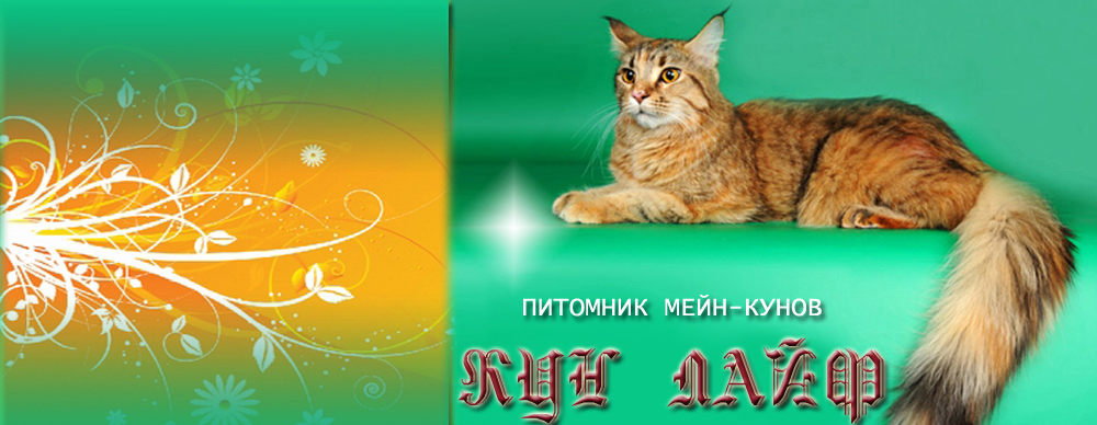 Кошки породы Мейн-Кун